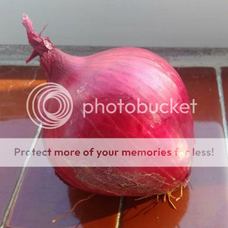 100 PCS Giant Onion Seeds Organic Vegetable Garden Bonsai Plant S130