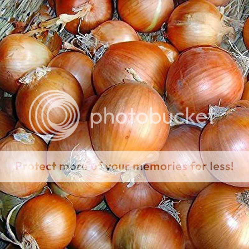 100 PCS Giant Onion Seeds Organic Vegetable Garden Bonsai Plant S130